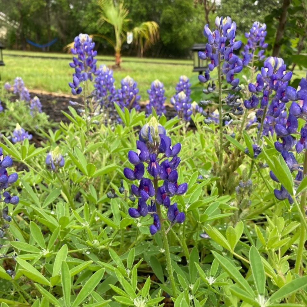 50 Seeds Texas Bluebonnet Wildflower Lupinus texensis Flower Seeds Garden - Picture 14 of 16